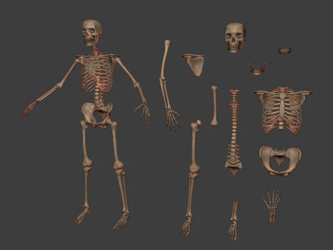Human Skeleton - Body -- Hand - Foot - Spine - Skull - Teeth - Tailbone 3D Model