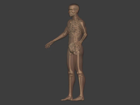Human Skeleton - Body -- Hand - Foot - Spine - Skull - Teeth - Tailbone 3D Model