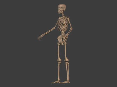 Human Skeleton - Body -- Hand - Foot - Spine - Skull - Teeth - Tailbone 3D Model
