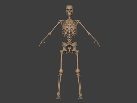 Human Skeleton - Body -- Hand - Foot - Spine - Skull - Teeth - Tailbone 3D Model