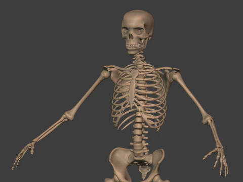 Human Skeleton - Body -- Hand - Foot - Spine - Skull - Teeth - Tailbone 3D Model