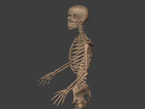 Human Skeleton - Body -- Hand - Foot - Spine - Skull - Teeth - Tailbone 3D Model