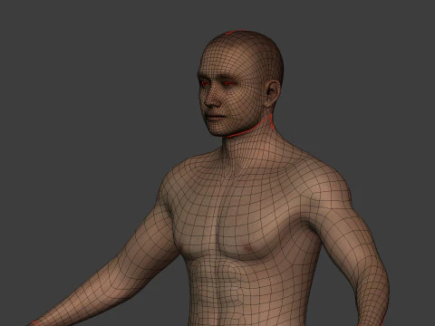 Human Skeleton - Body -- Hand - Foot - Spine - Skull - Teeth - Tailbone 3D Model