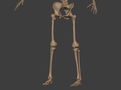 Human Skeleton - Body -- Hand - Foot - Spine - Skull - Teeth - Tailbone 3D Model