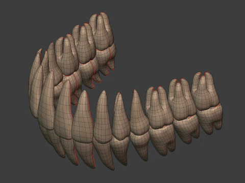 Human Skeleton - Body -- Hand - Foot - Spine - Skull - Teeth - Tailbone 3D Model