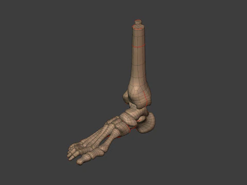 Human Skeleton - Body -- Hand - Foot - Spine - Skull - Teeth - Tailbone 3D Model