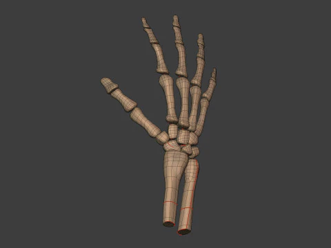 Human Skeleton - Body -- Hand - Foot - Spine - Skull - Teeth - Tailbone 3D Model