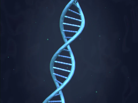 Brin d'ADN -- Mol&eacute;cule -- H&eacute;lice -- S&eacute;quen&ccedil;age de la g&eacute;n&eacute;tique de l'ARN Modèle 3D