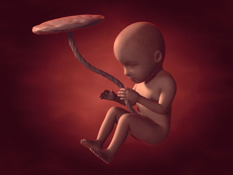 ヒト胎児 30 週目 - FK リグを使用 3Dモデル