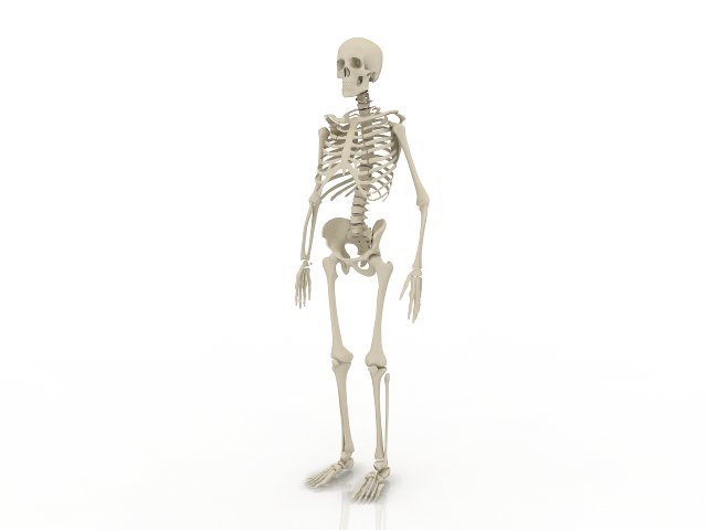 skeleton 3D 모델 .c4d .max .obj .3ds .fbx .stl .blend 