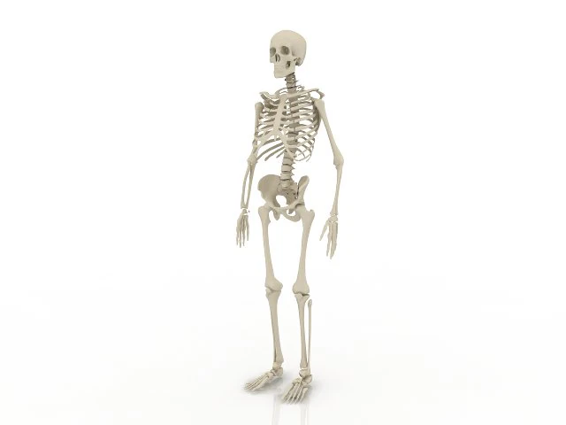 skeleton 3D Model .c4d .max .obj .3ds .fbx .stl .blend 