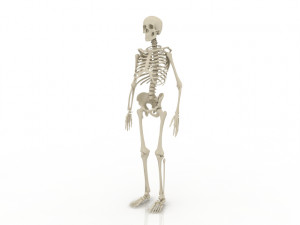 skeleton 3D 모델