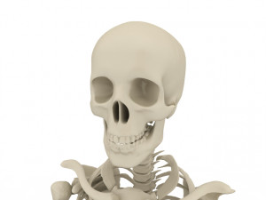 skeleton 3D 모델