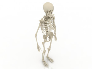 skeleton 3D 모델