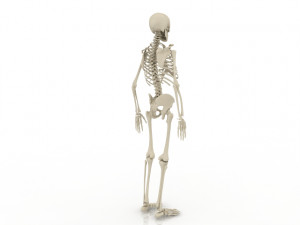 skeleton 3D 모델