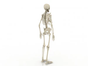 skeleton 3D Model