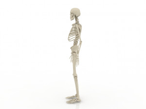 skeleton 3D 모델