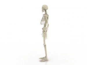 skeleton 3D Model