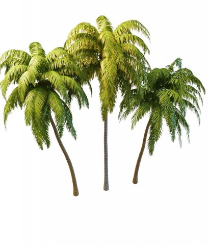 tall palm trees 3D Model .c4d .max .obj .3ds .fbx .stl .blend 