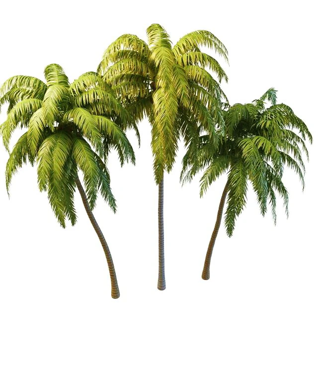 tall palm trees 3D Model .c4d .max .obj .3ds .fbx .stl .blend