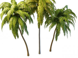 tall palm trees 3D Model