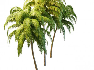 tall palm trees 3D Model