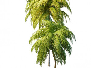 tall palm trees 3D Model