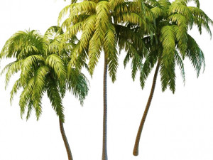tall palm trees 3D Model