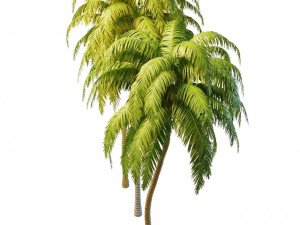 tall palm trees 3D Model