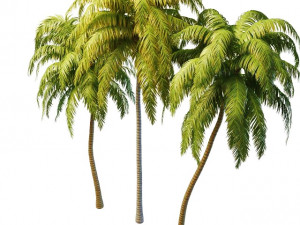tall palm trees 3D Model