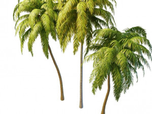 tall palm trees 3D Model