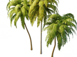 tall palm trees 3D Model