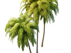 tall palm trees 3D Model