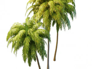 tall palm trees 3D Model
