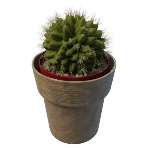 ball cactus Model 3D .c4d .max .obj .3ds .fbx .stl .blend 