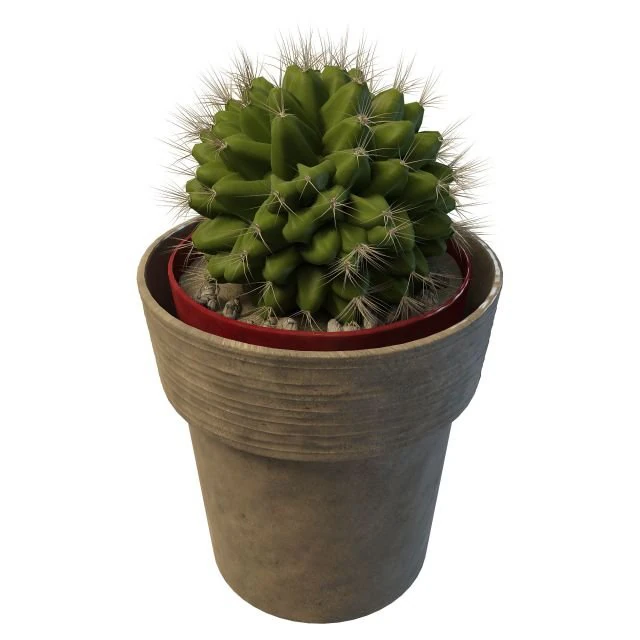 cactus a sfera Modello 3D .c4d .max .obj .3ds .fbx .stl .blend 
