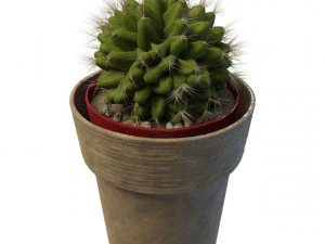 kulkowy kaktus Model 3D