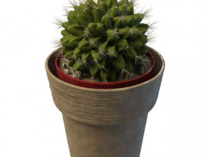 ball cactus Model 3D