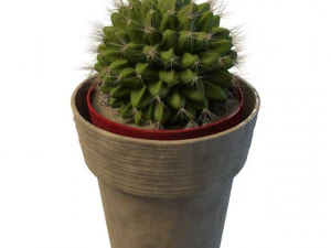 cactus a sfera Modello 3D