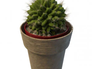 cactus a sfera Modello 3D