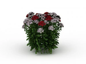 flowering shrubs 3D Model