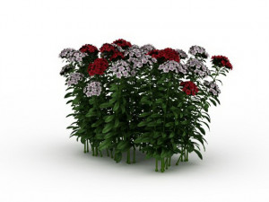 flowering shrubs Modello 3D