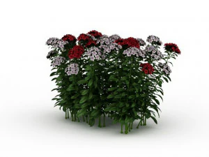 flowering shrubs 3D Model