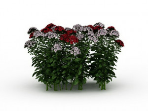 flowering shrubs Modello 3D