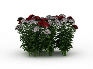 flowering shrubs 3D Model