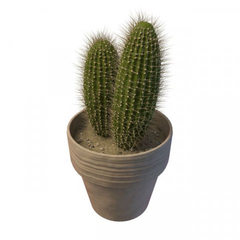 cactus 3D 모델 .c4d .max .obj .3ds .fbx .stl .blend 