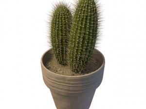 cactus 3D Model
