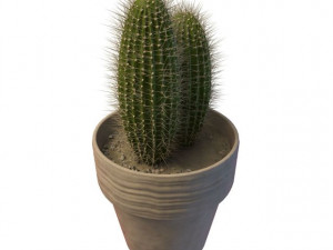 cactus 3D 모델
