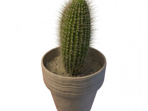 cactus 3D 모델