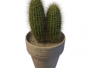 cactus 3D 모델